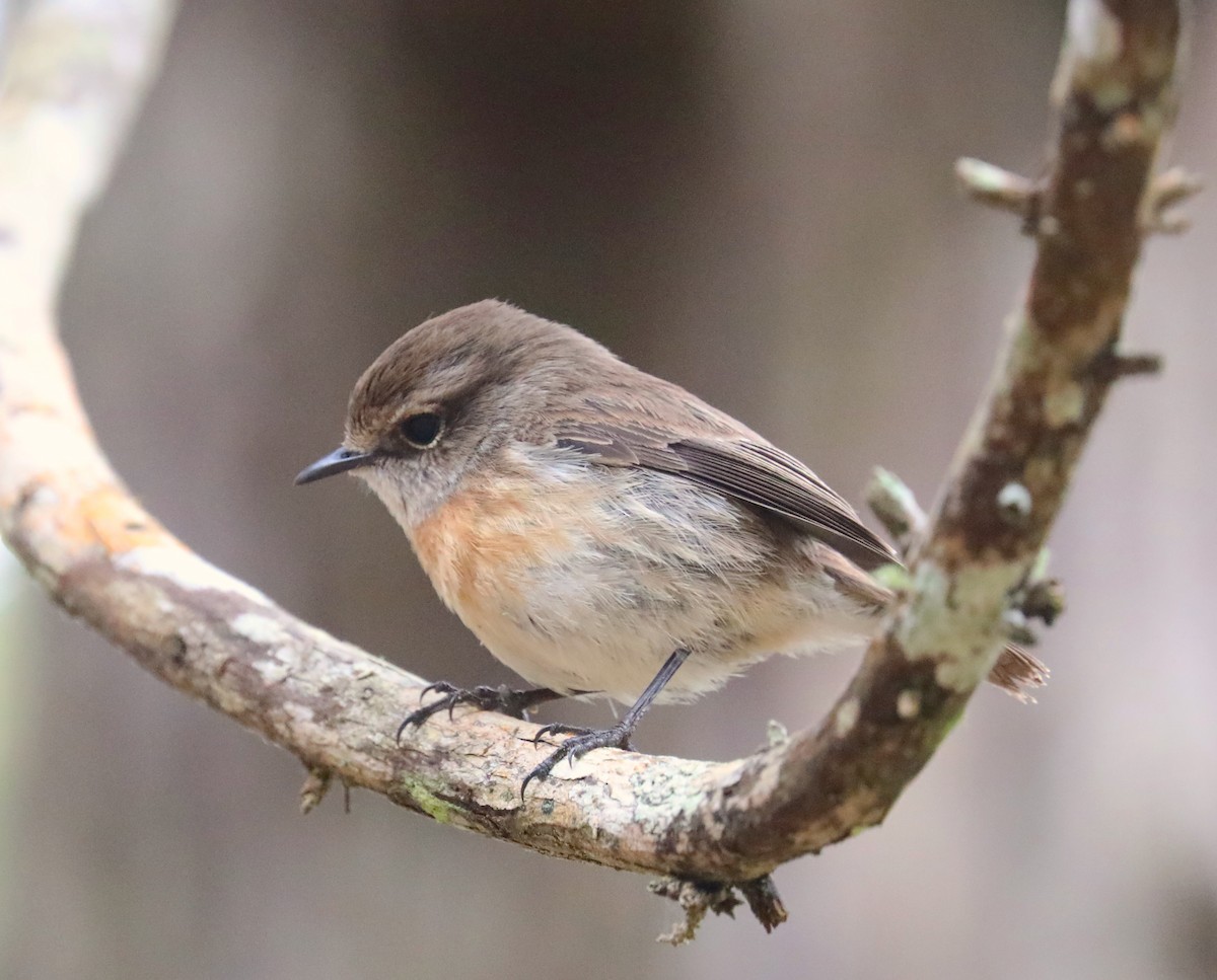 Reunion Stonechat - ML180194921