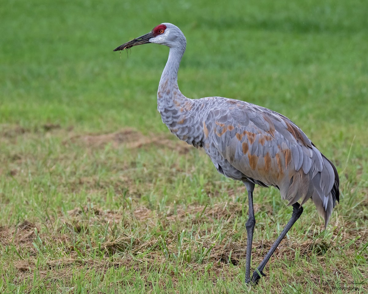 Sandhill Crane - Lorri Howski 🦋