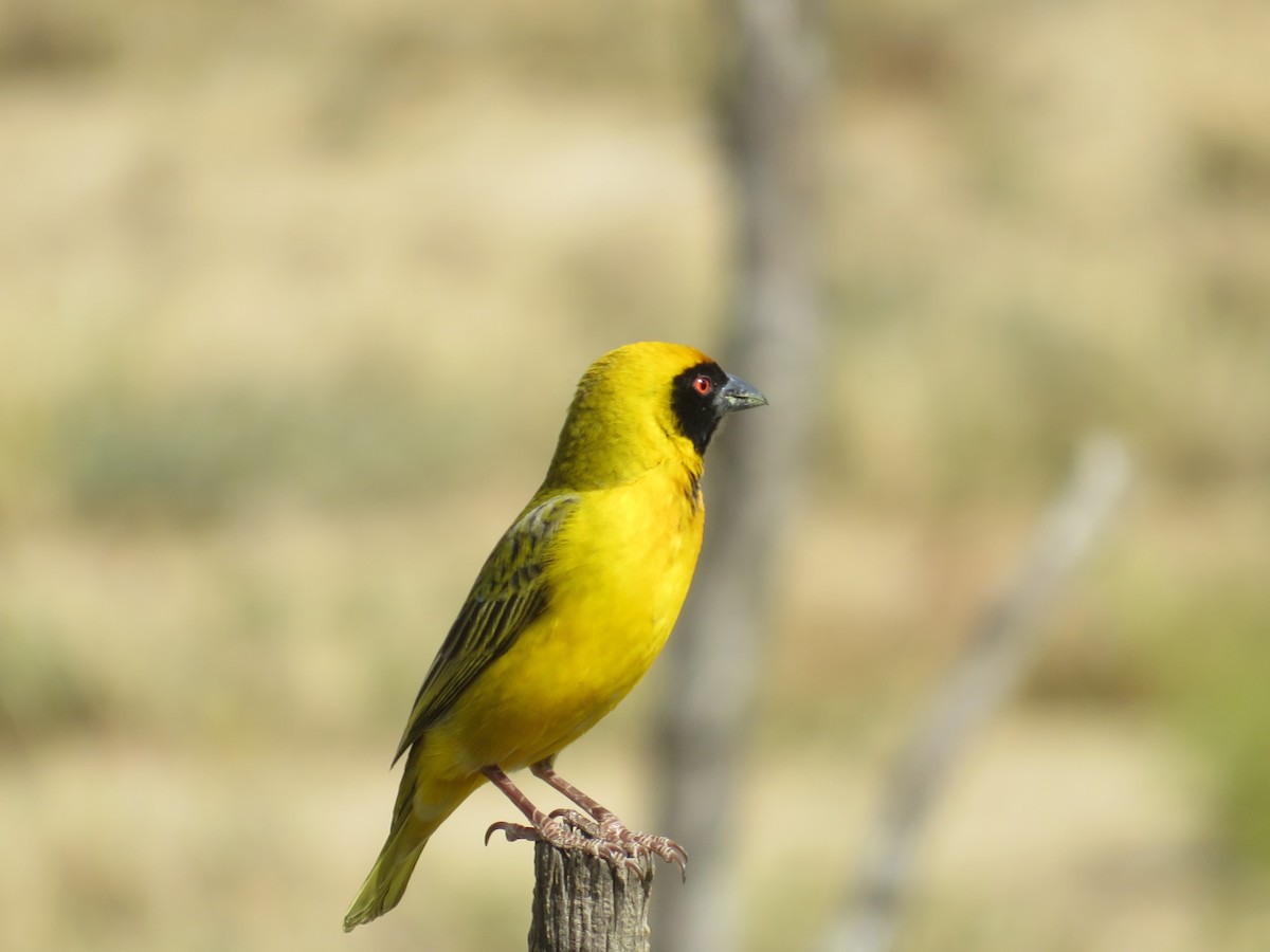 Southern Masked-Weaver - ML180196281