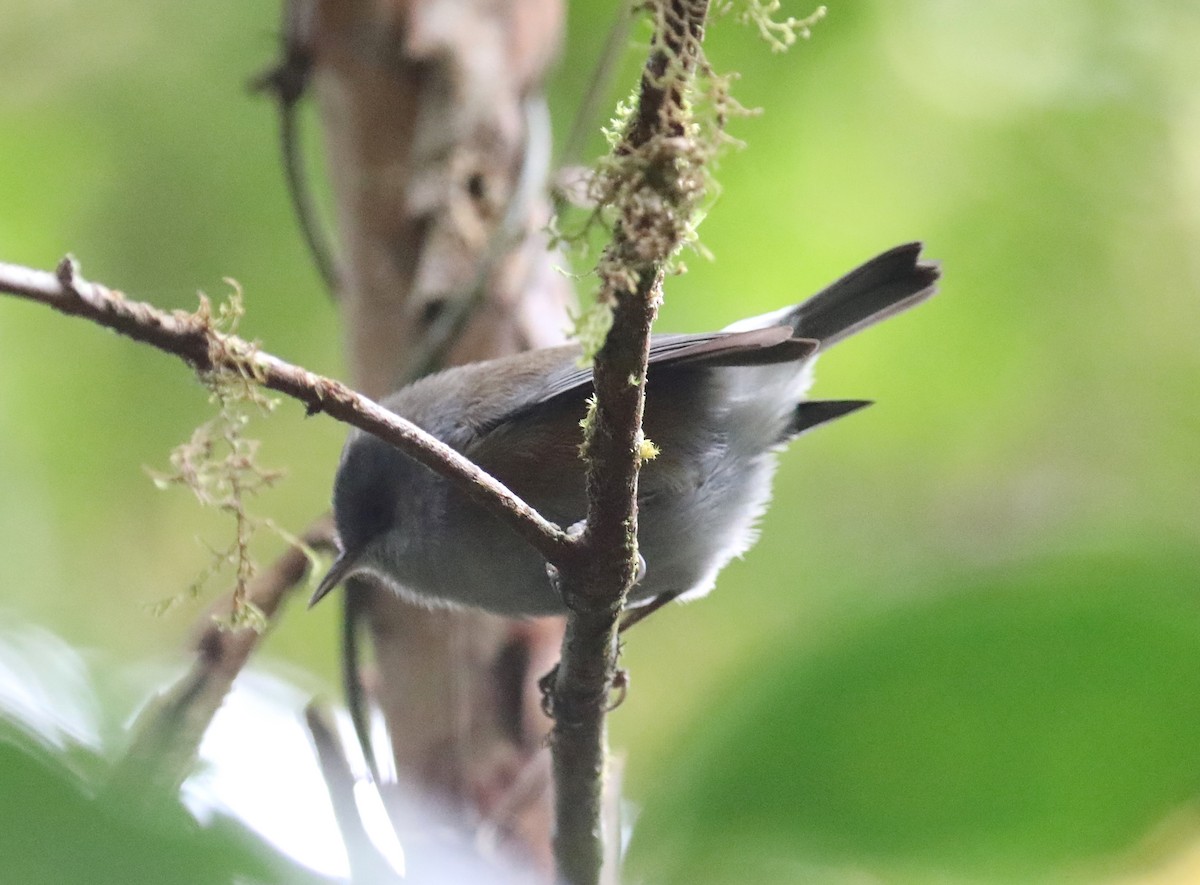 Zostérops de Bourbon - ML180196361
