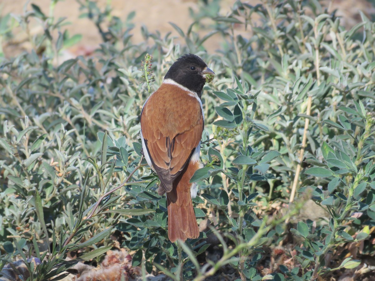 Black-headed Canary - ML180196431