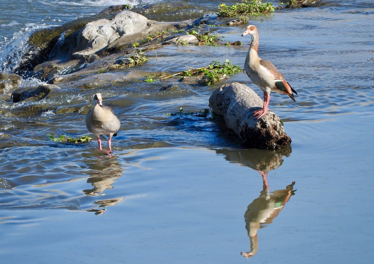 Egyptian Goose - ML180198641