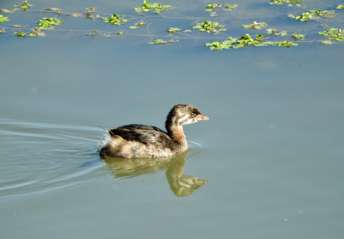 Pied-billed Grebe - ML180198731