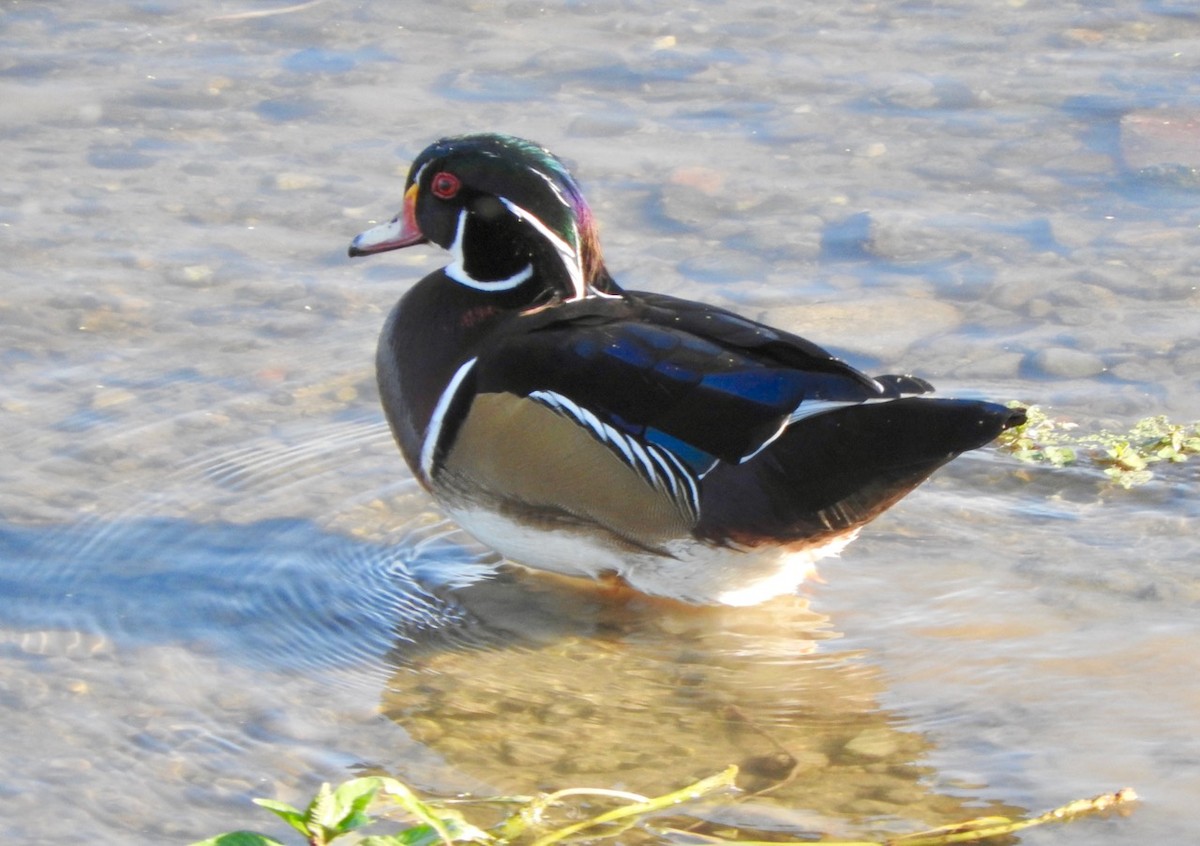 Wood Duck - Kurt Wahl