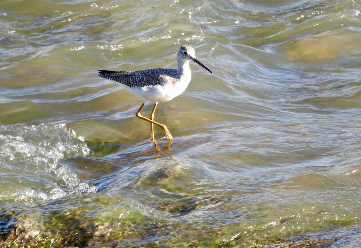 Greater Yellowlegs - ML180199011