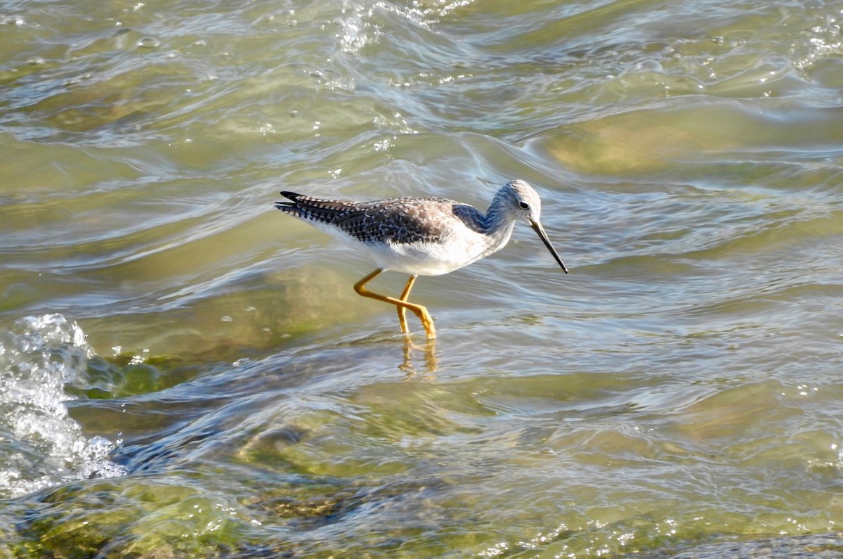 Greater Yellowlegs - ML180199031