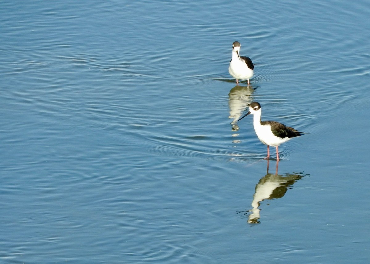 Black-necked Stilt - Kurt Wahl