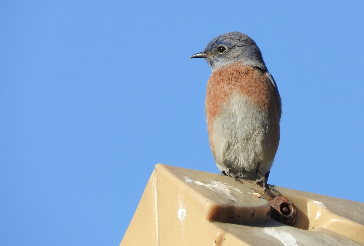 Western Bluebird - ML180199151