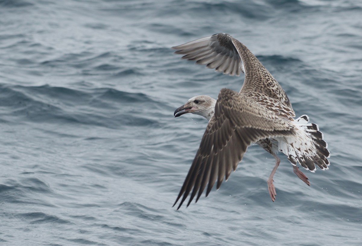 Great Black-backed Gull - Milosz Cousens