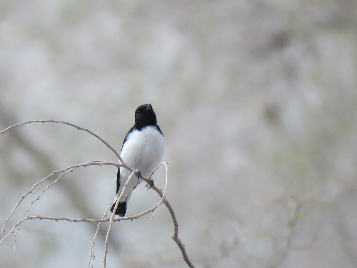 Hume's Wheatear - ML180199281