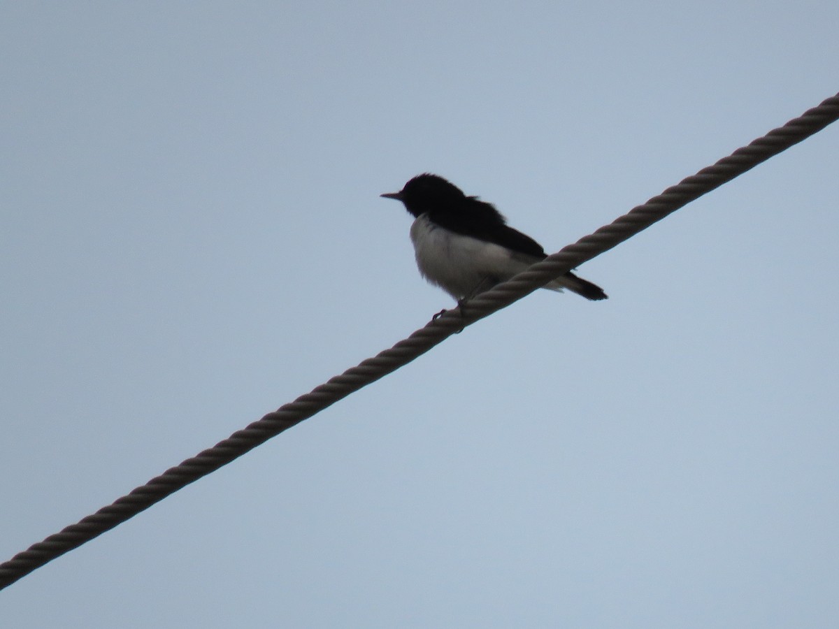 Hume's Wheatear - ML180199311