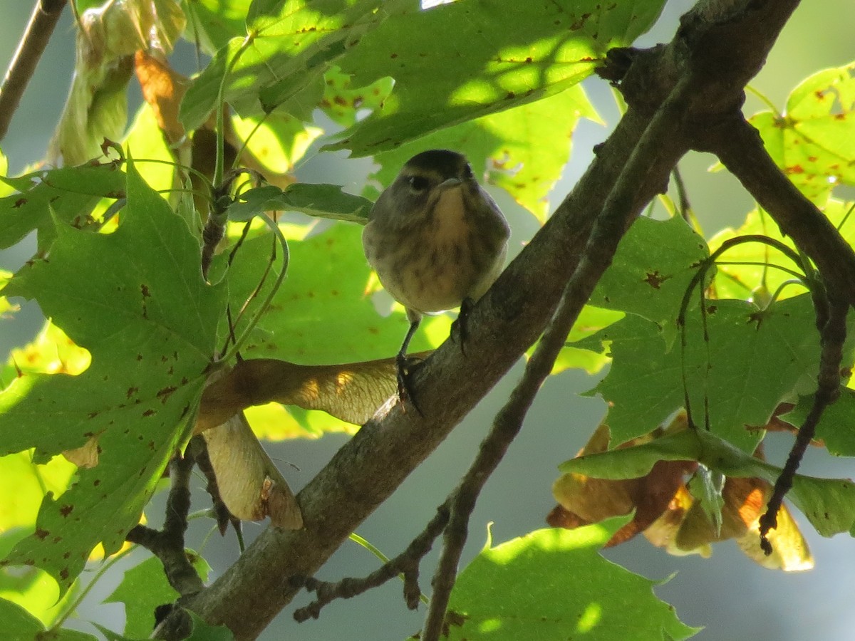 Palm Warbler - ML180200051