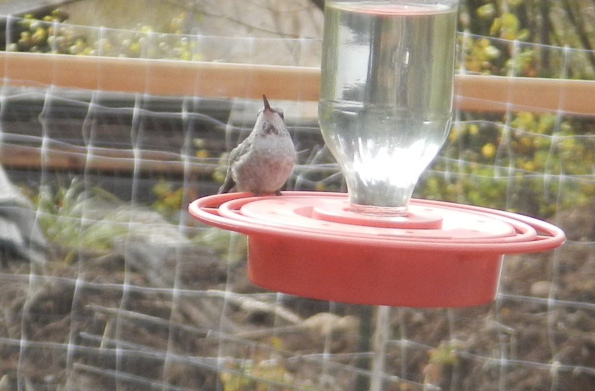 Anna's Hummingbird - David Simmonds