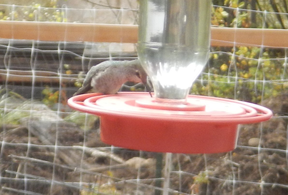 Anna's Hummingbird - David Simmonds