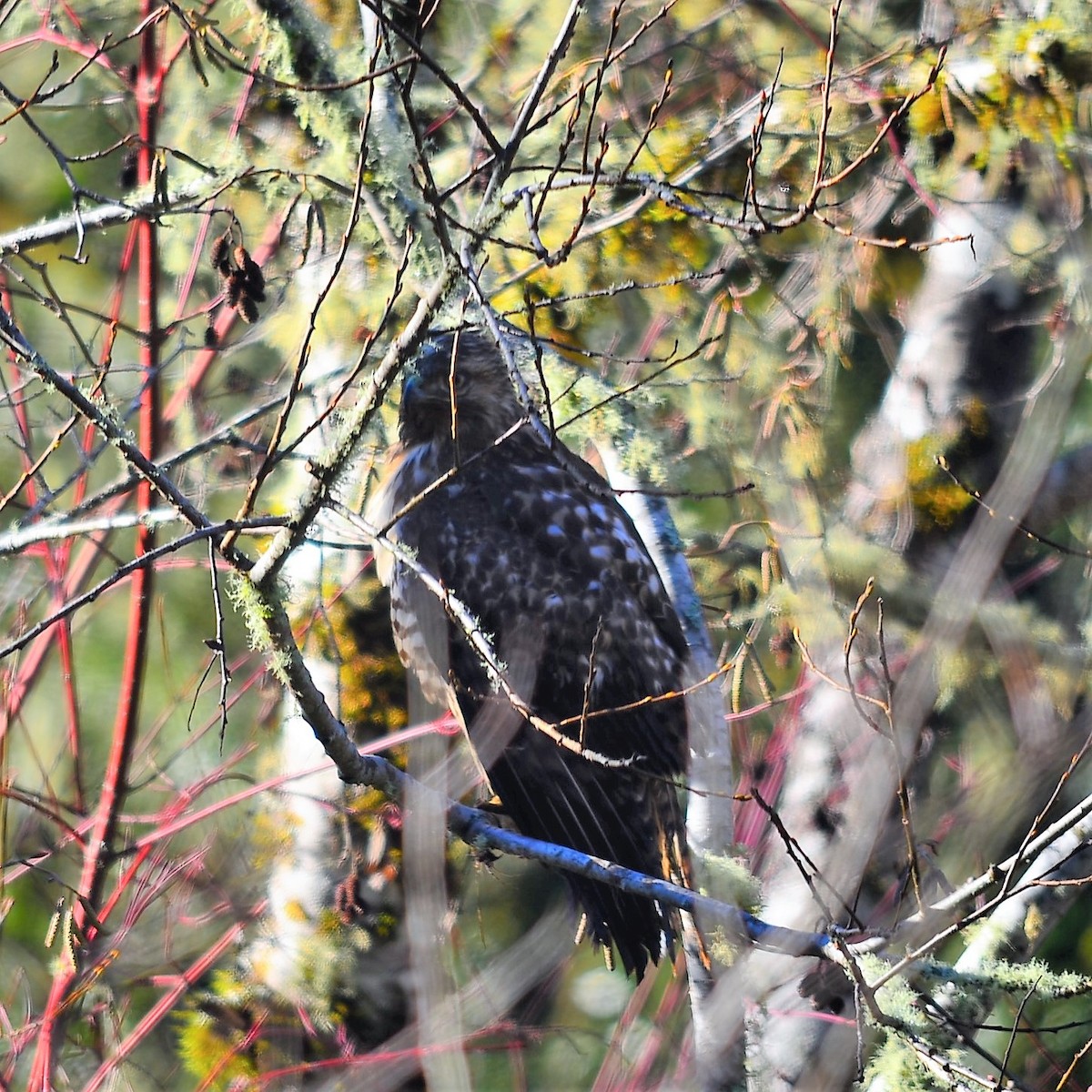 Red-shouldered Hawk - ML180203261