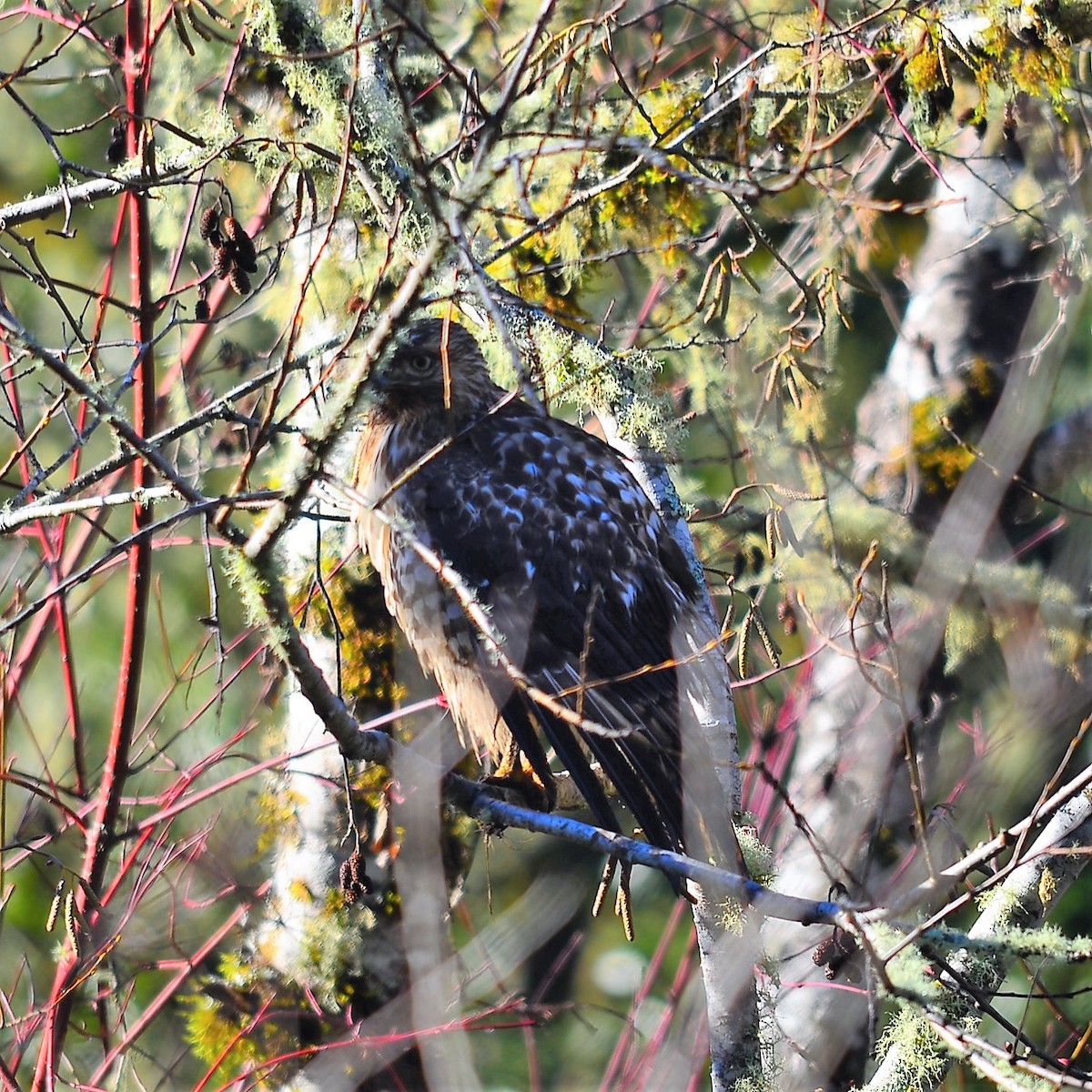 Red-shouldered Hawk - ML180203281