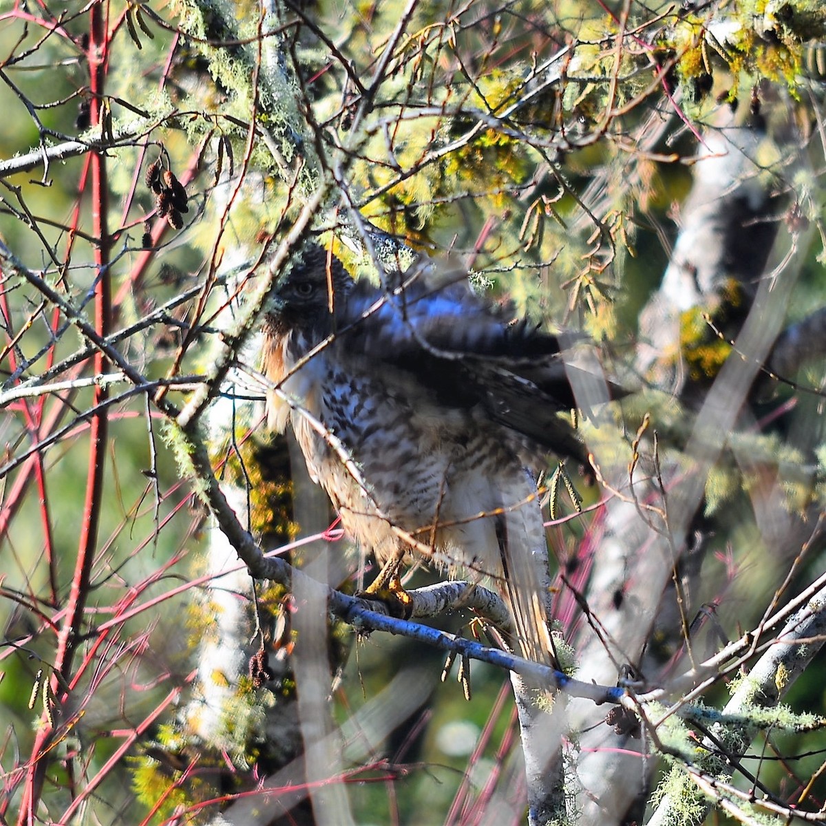 Red-shouldered Hawk - ML180203331