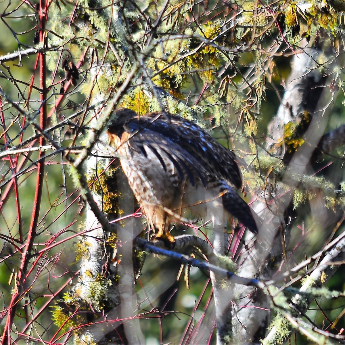 Red-shouldered Hawk - ML180203351