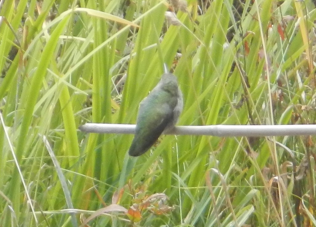 Anna's Hummingbird - ML180203431