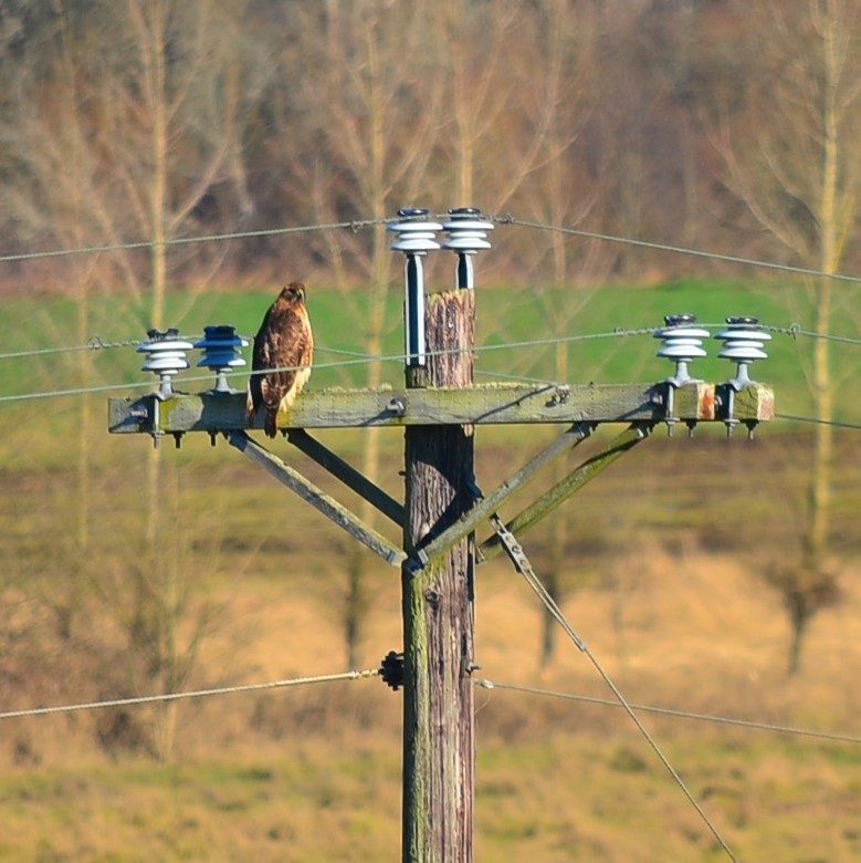 Red-tailed Hawk - ML180203731