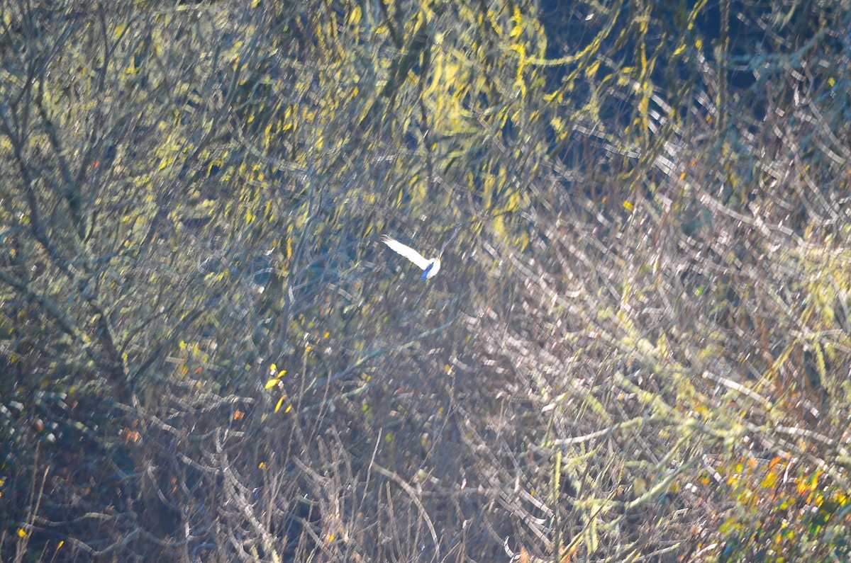 Red-shouldered Hawk - ML180203861