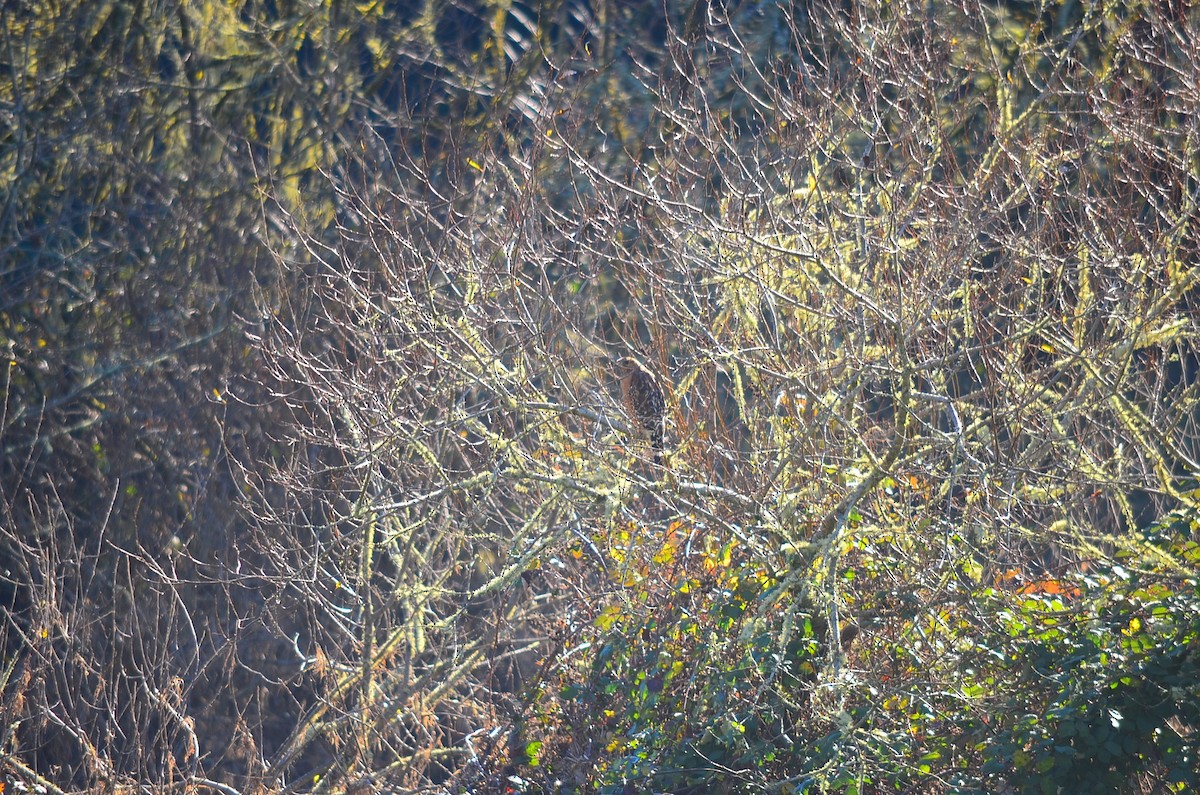 Red-shouldered Hawk - ML180203871