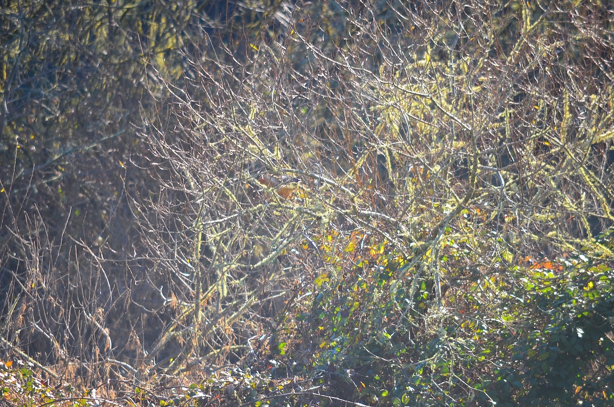 Red-shouldered Hawk - ML180203881