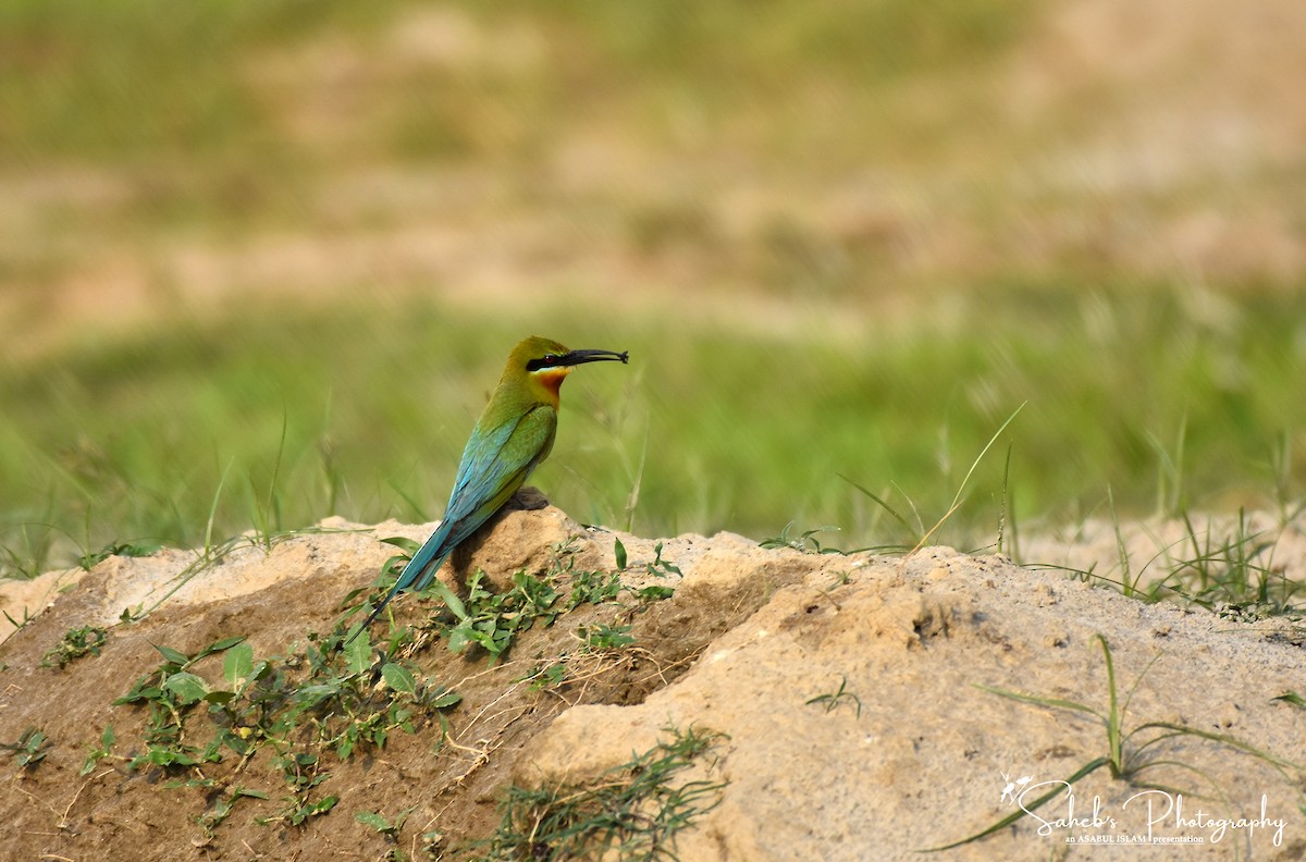 Blue-tailed Bee-eater - ML180204271