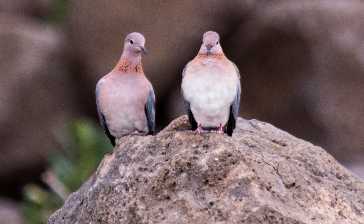 Laughing Dove - ML180204901