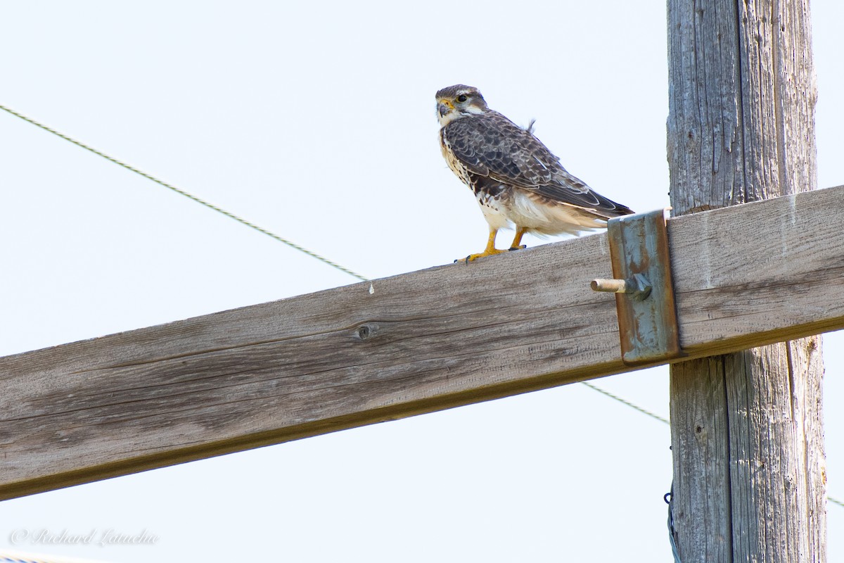 Faucon des prairies - ML180205081