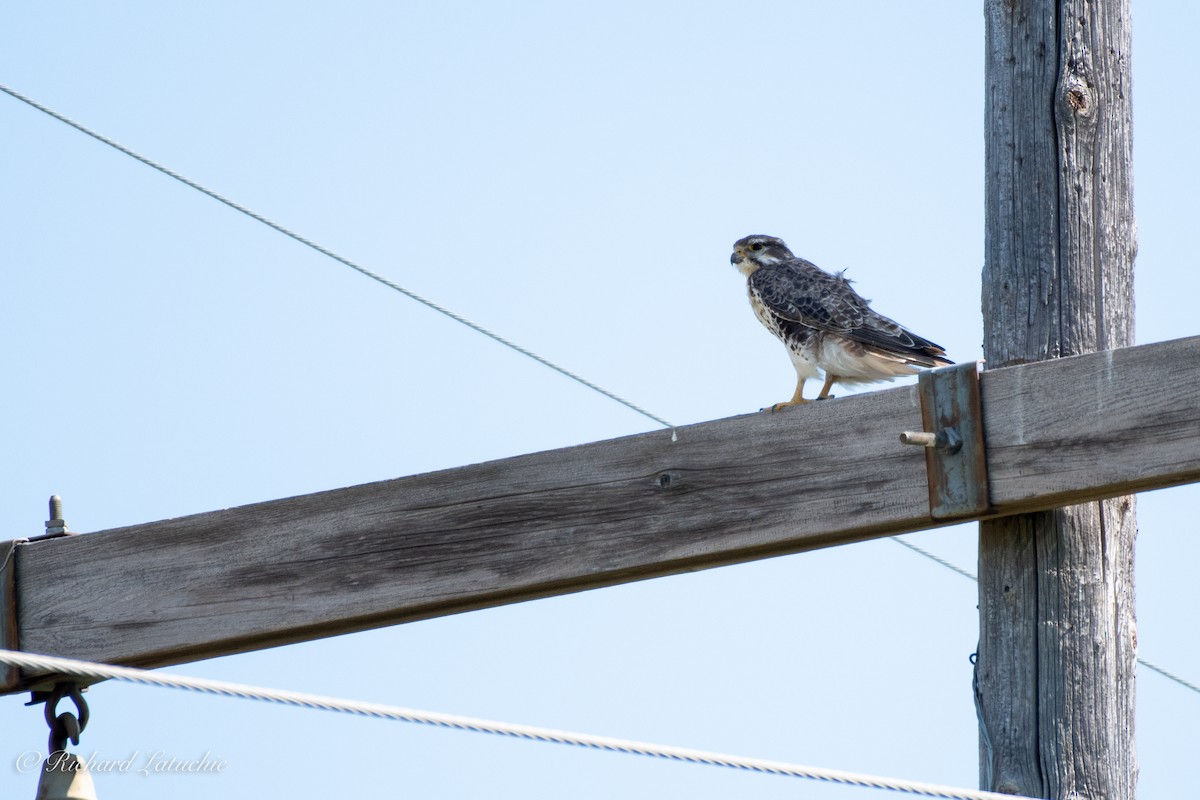 Prairie Falcon - ML180205091