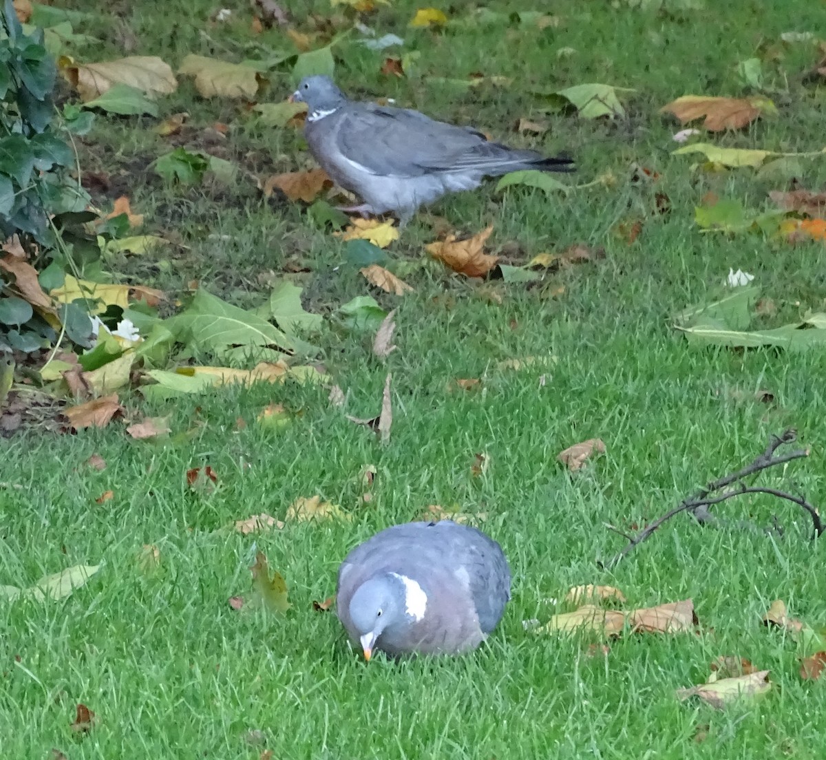 Common Wood-Pigeon (White-necked) - ML180207441