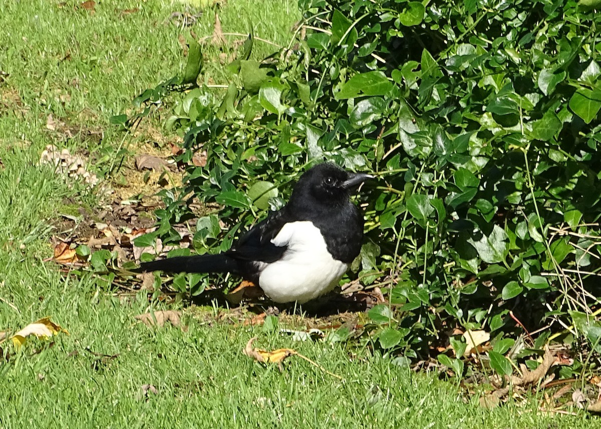 Eurasian Magpie (Eurasian) - ML180207451