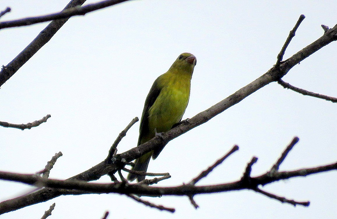 Scarlet Tanager - Michael Bowen