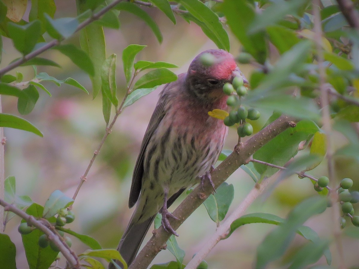 House Finch - ML180208871