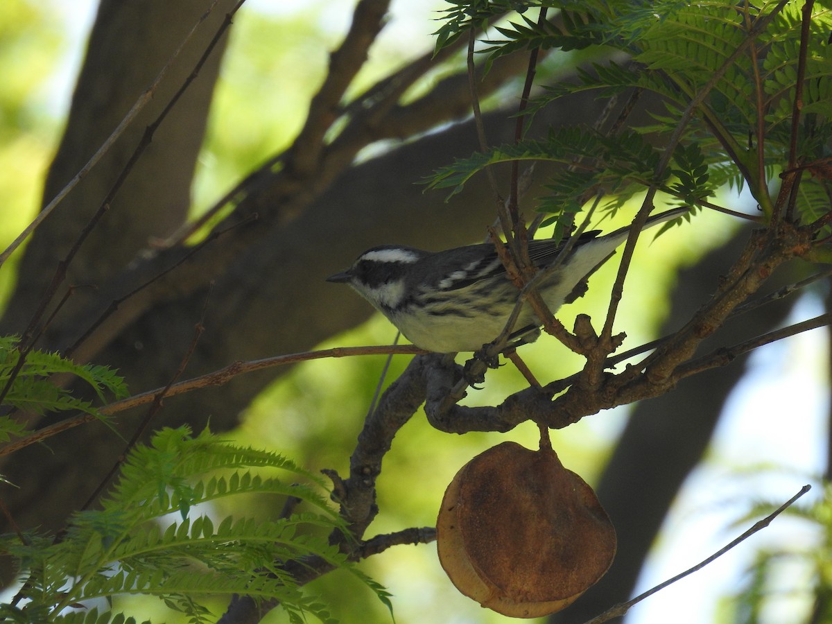 Black-throated Gray Warbler - James Maley