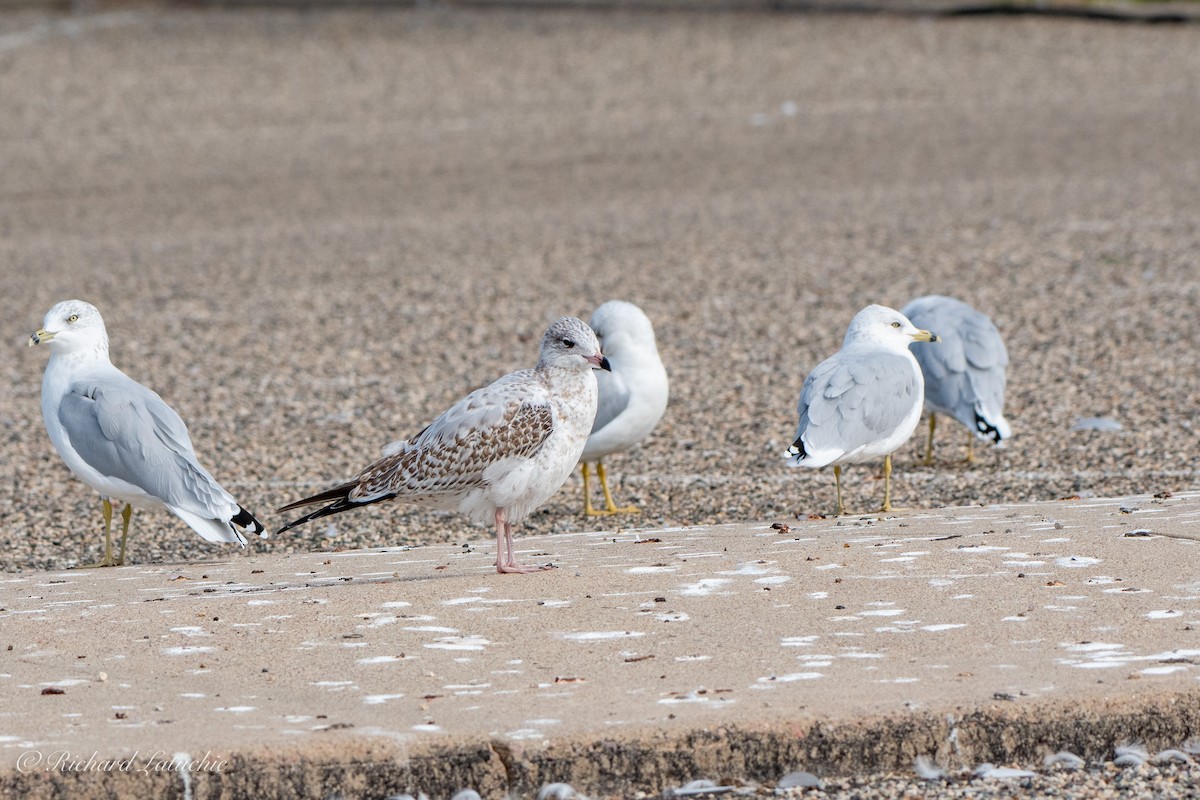 Ring-billed Gull - ML180215291