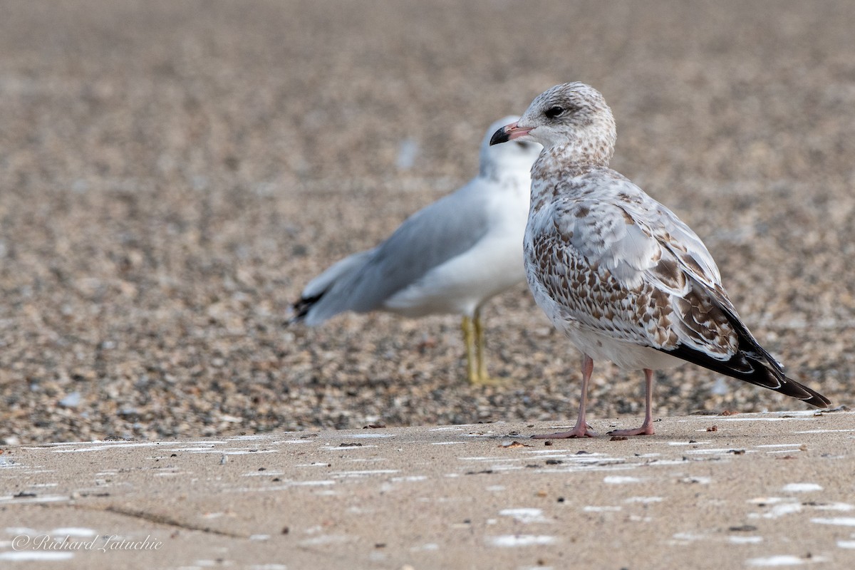 Ring-billed Gull - ML180215311