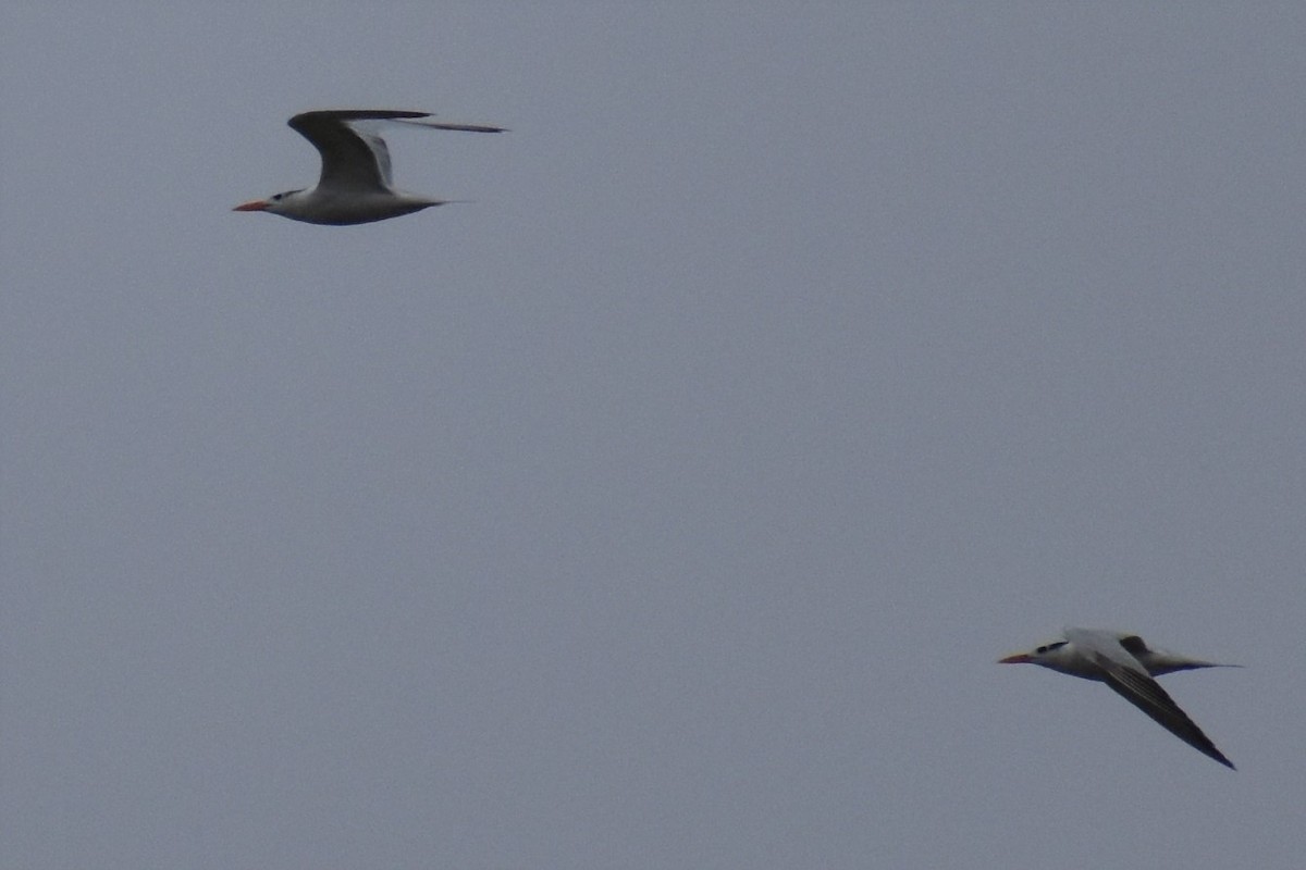 Royal Tern - Jim Wilkinson