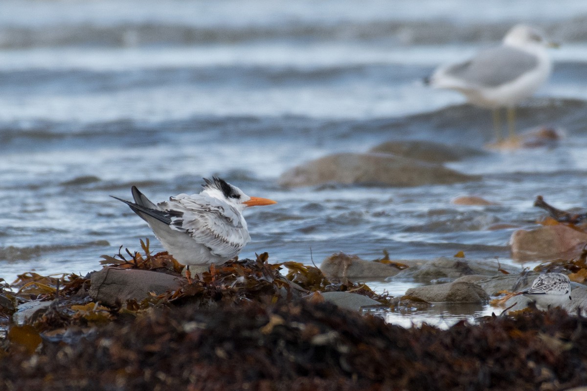 Royal Tern - ML180216361