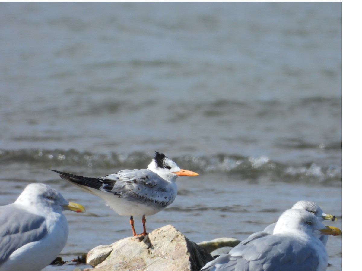 Royal Tern - ML180216911