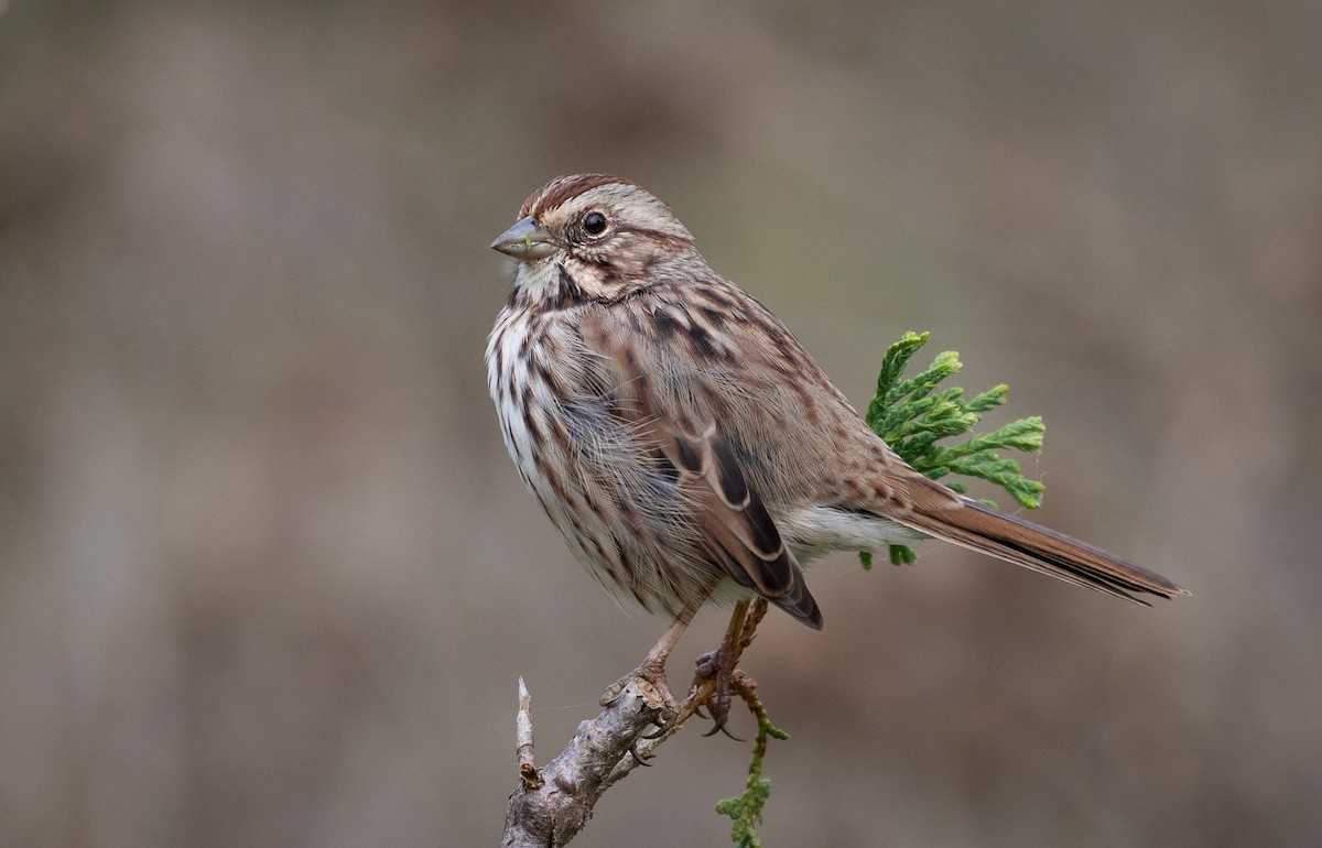 Song Sparrow - ML180217931