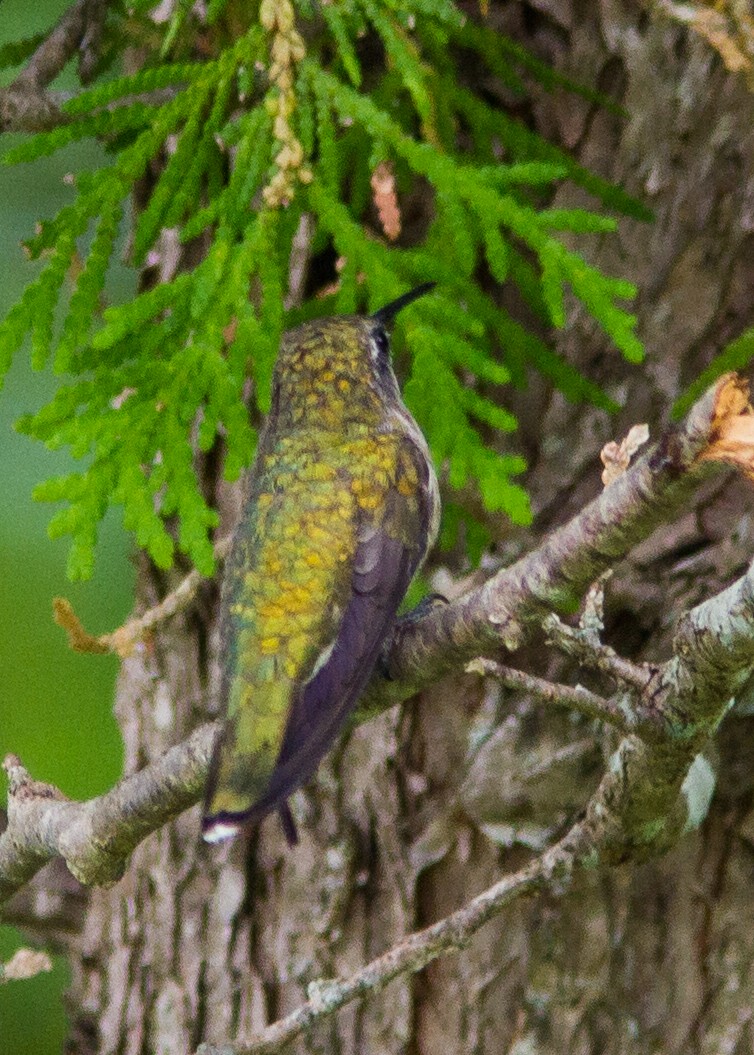 Ruby-throated Hummingbird - Marc Boisvert