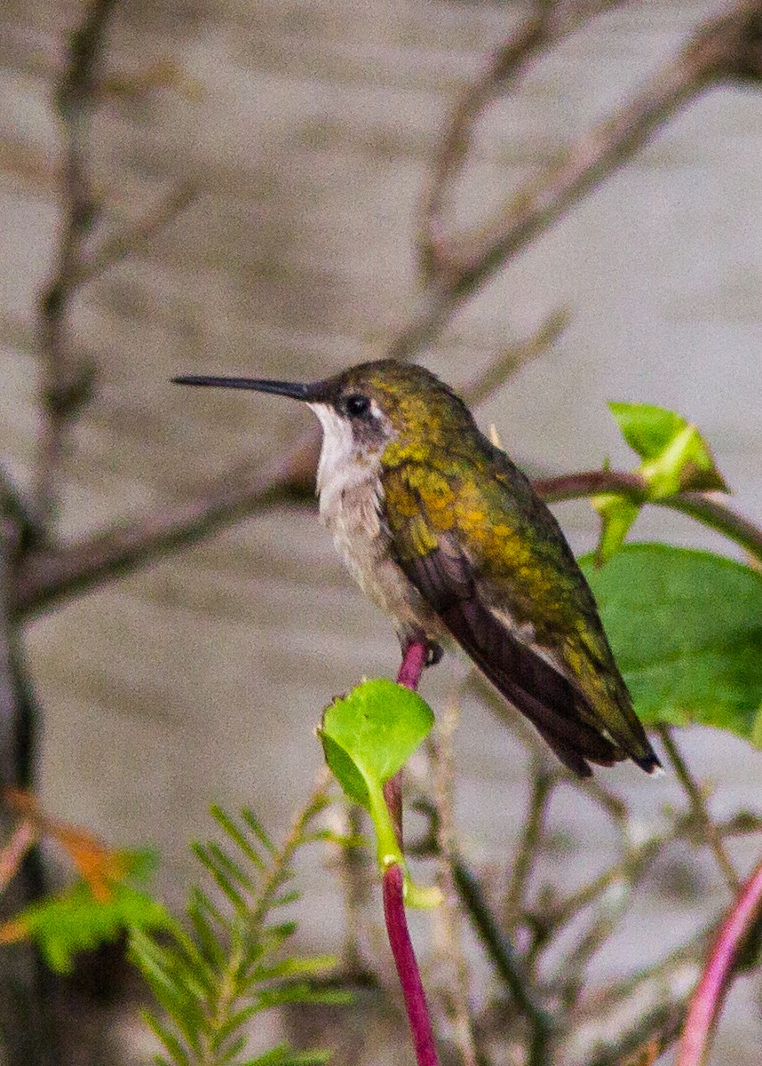 Colibri à gorge rubis - ML180219861