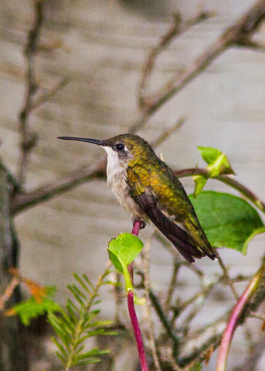 Ruby-throated Hummingbird - ML180219871