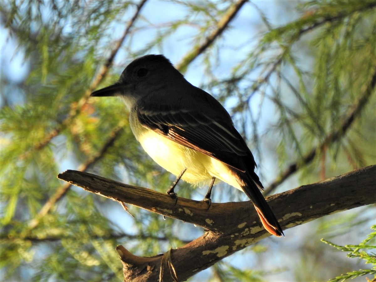 Great Crested Flycatcher - ML180220251