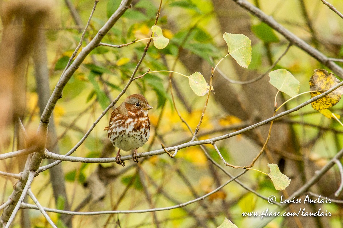 Fox Sparrow - Louise Auclair