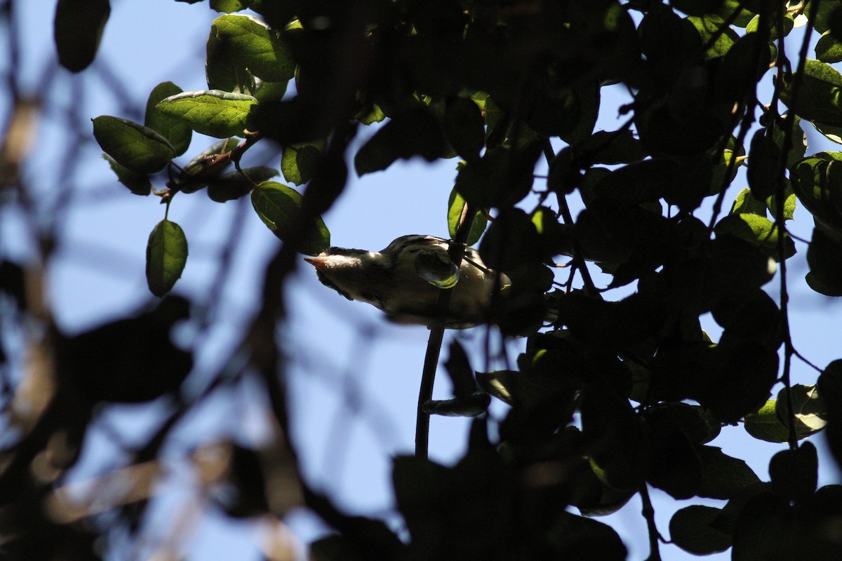 Black-throated Gray Warbler - ML180220451