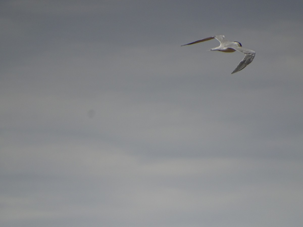 Royal Tern - ML180223811