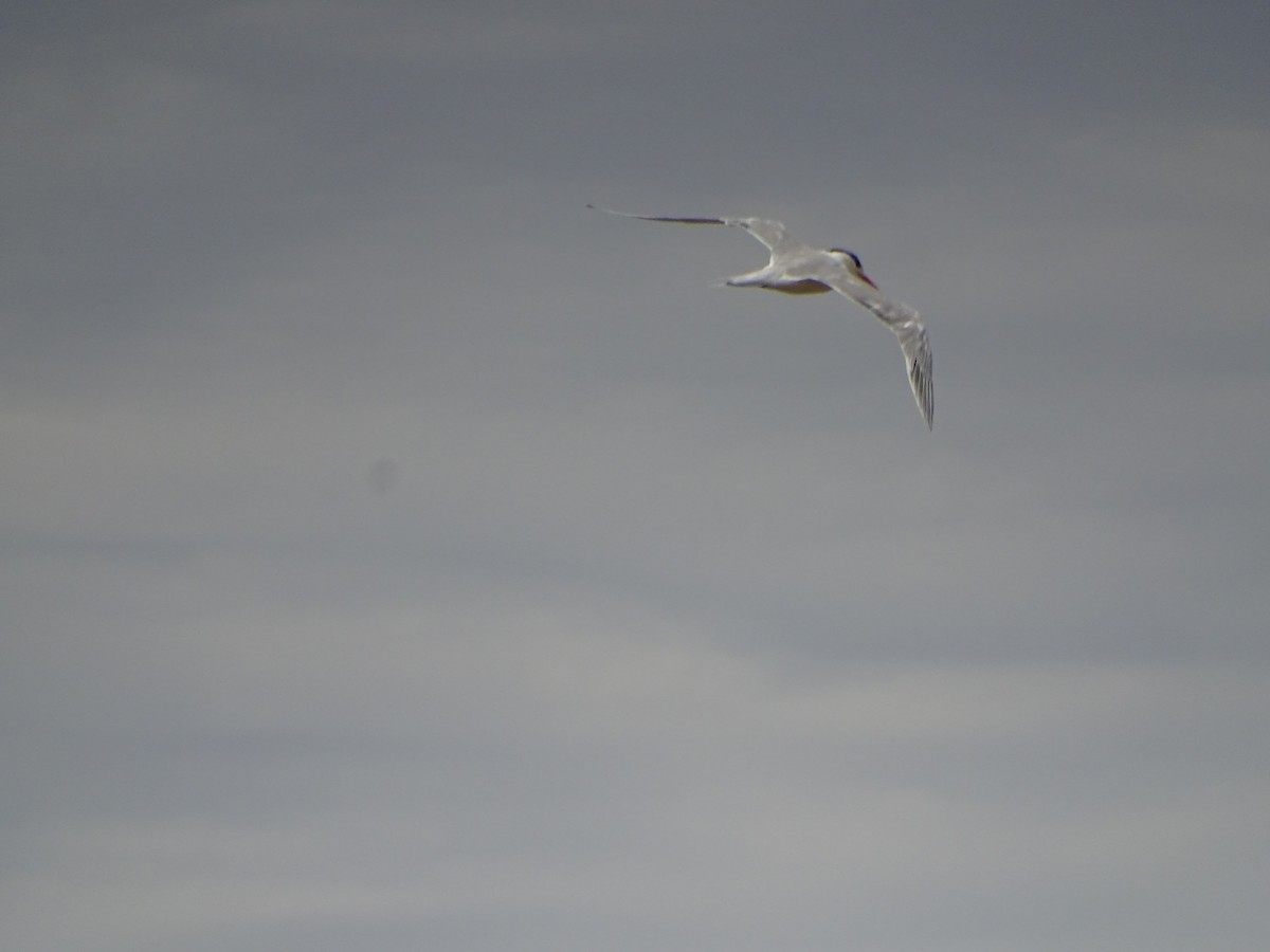 Royal Tern - ML180223841